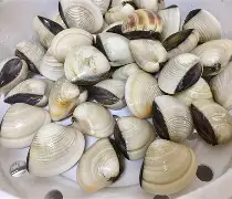 开云体育入口-贝内文托：维罗纳准备迎来复苏的简单介绍